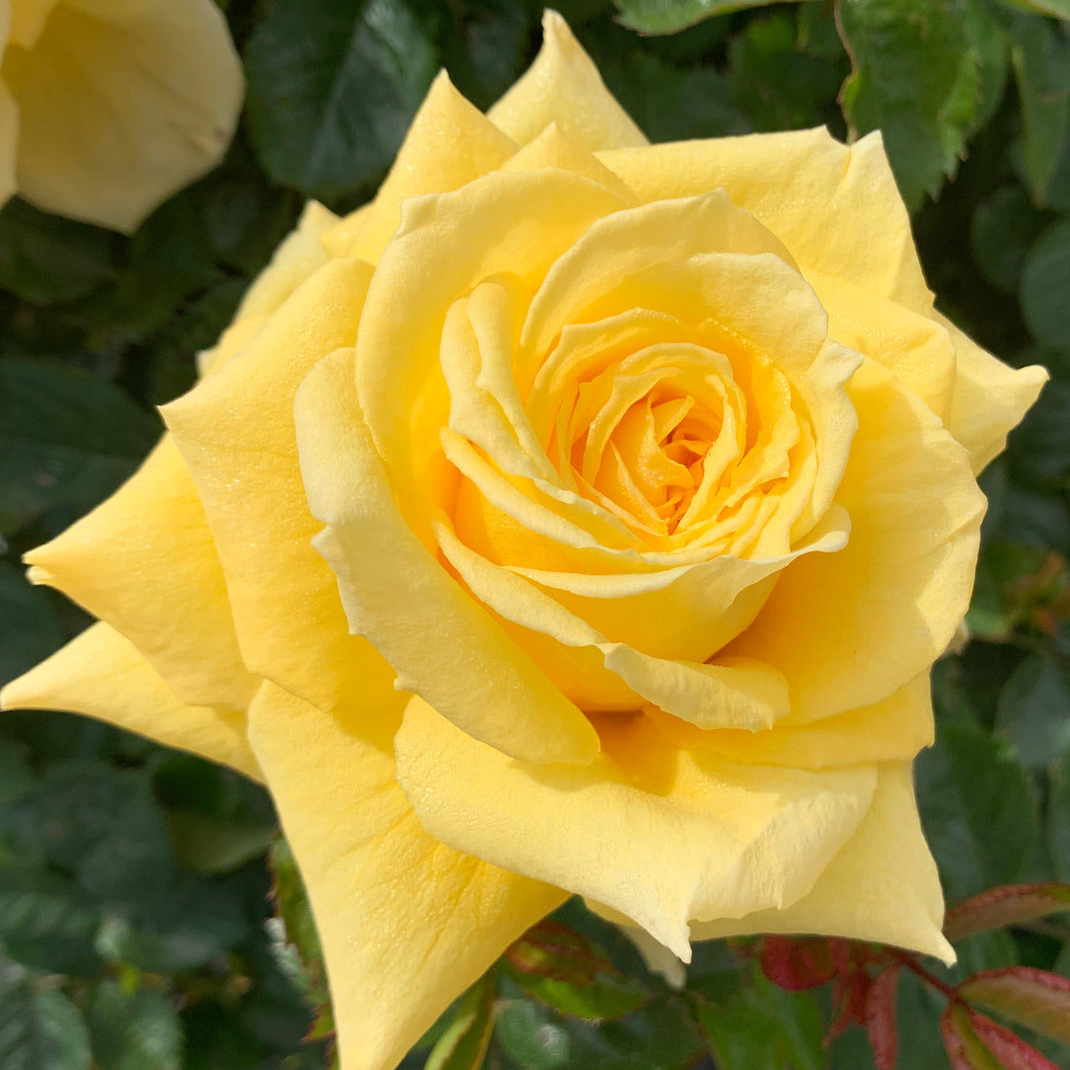 Rose, Grandiflora, Be Good™