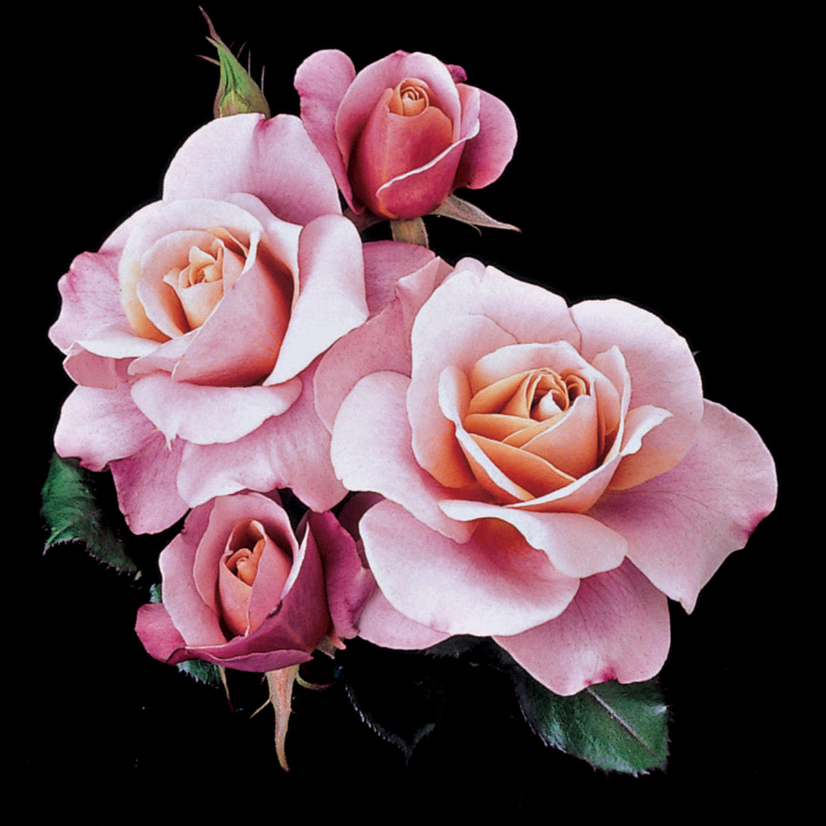 Rose, Shrub, Distant Drums