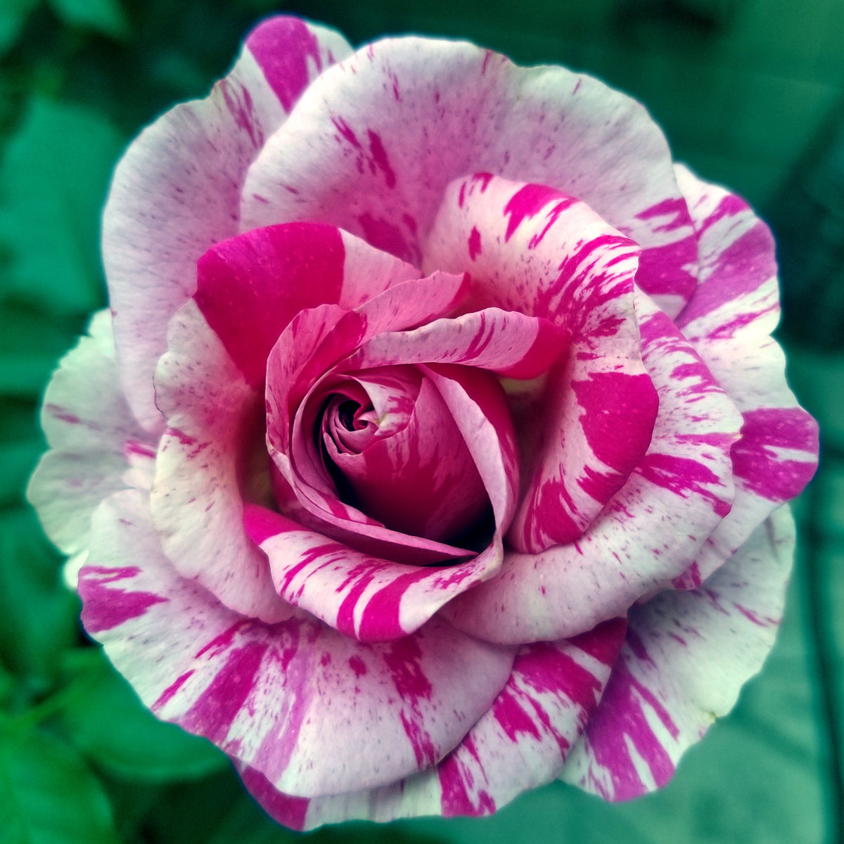 Rose, Climbing, Fly So High™