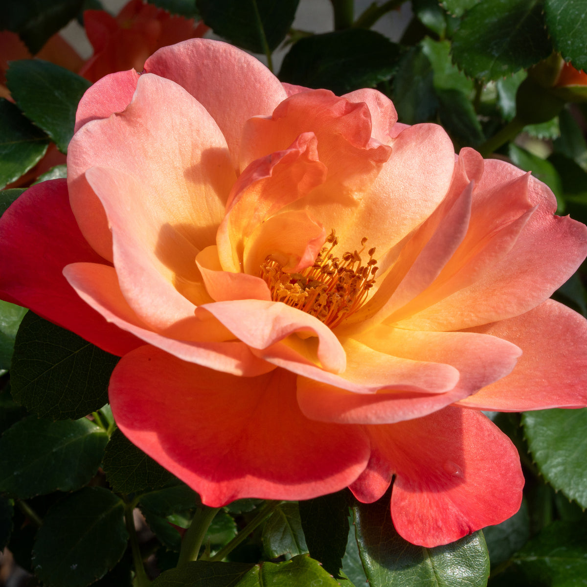 Rose, Minature, Sugar Candy Rose™