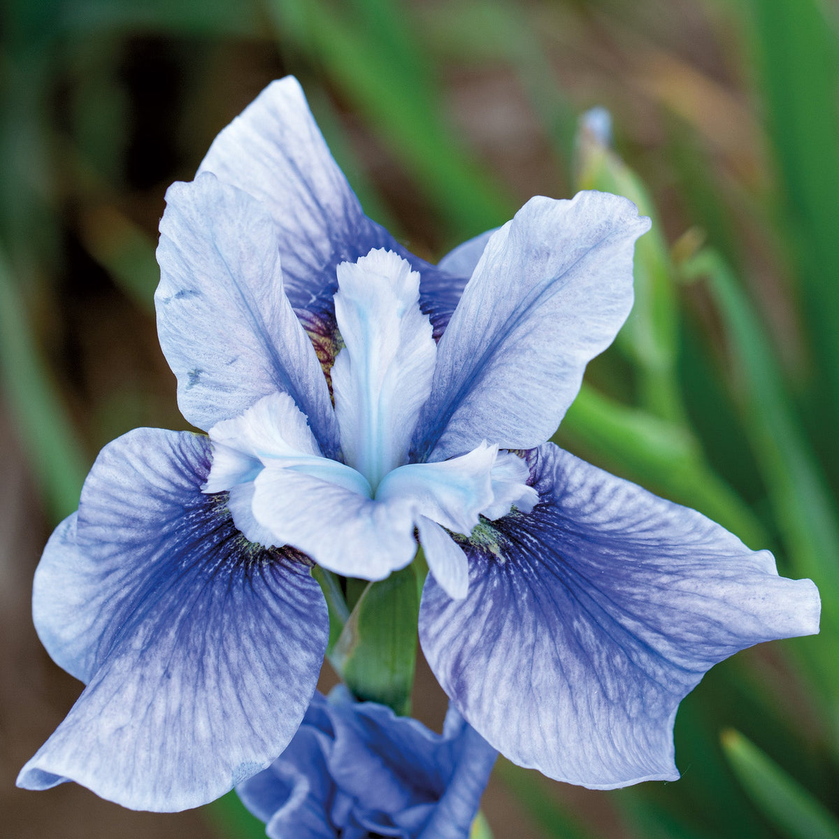 Iris, Siberian, Sky Mirror