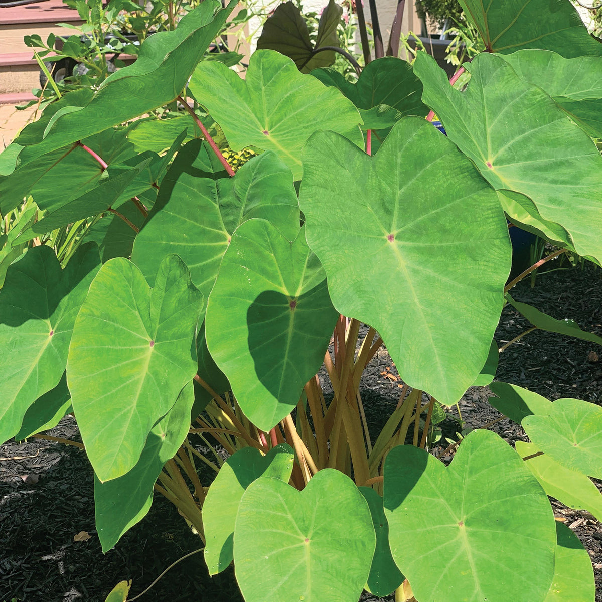 Colocasia, Polargreen™