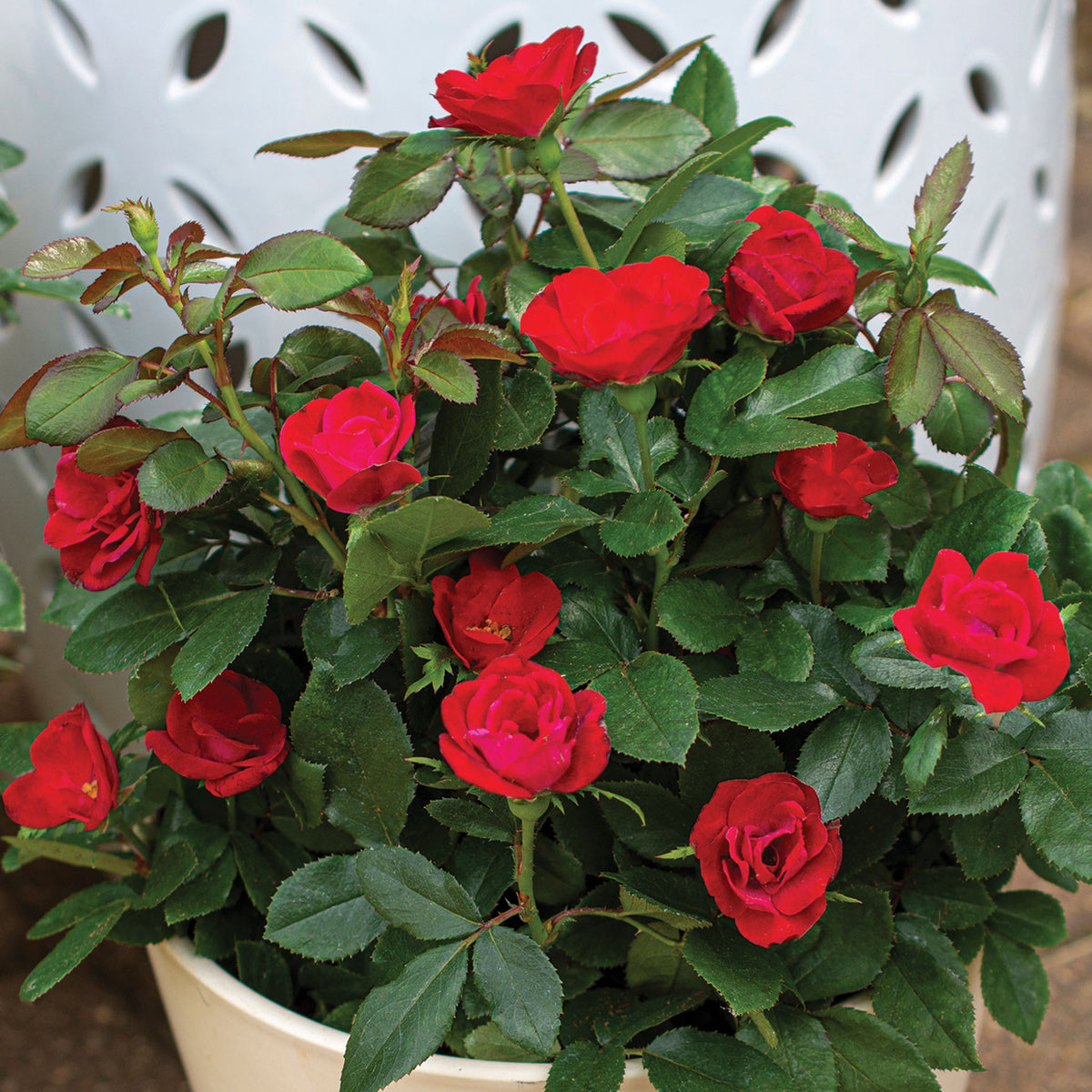 Rose, Miniature, Petite Knock Out®