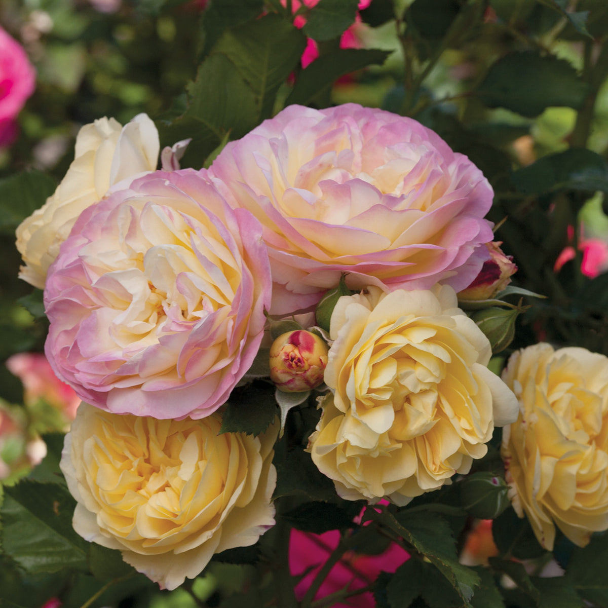 Rose, 24" Patio Tree, Life of the Party™