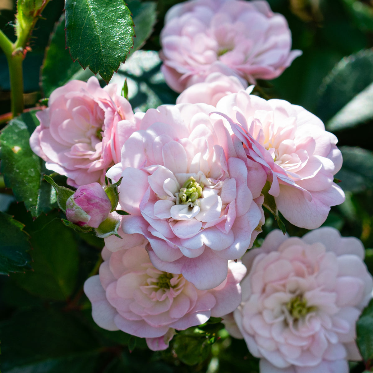Rose, Shrub, The Fairy