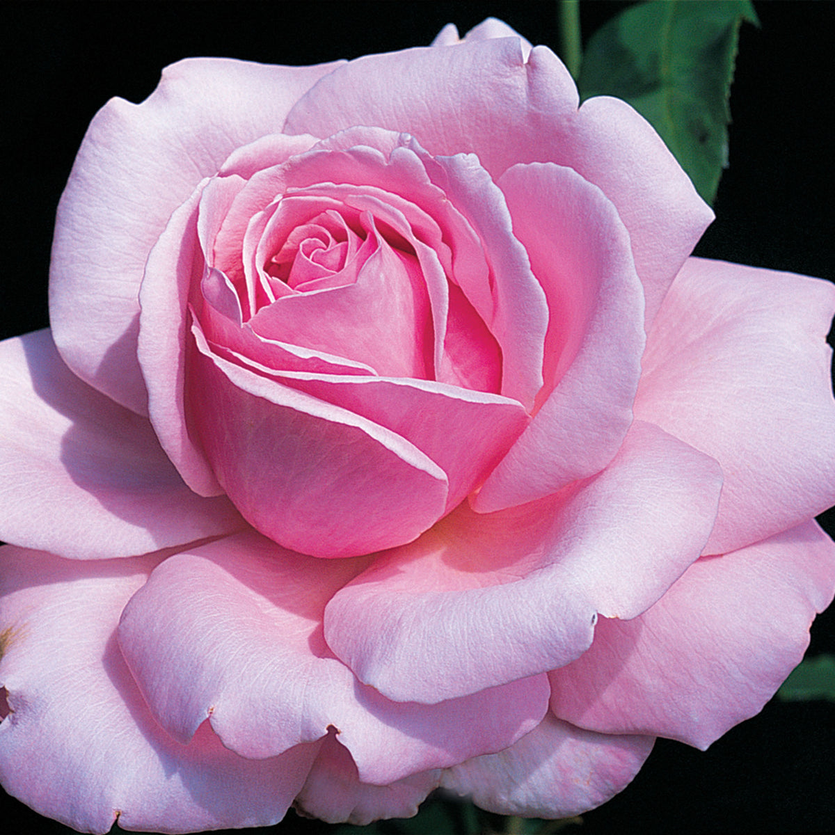 Rose, 36" Tree, Memorial Day®