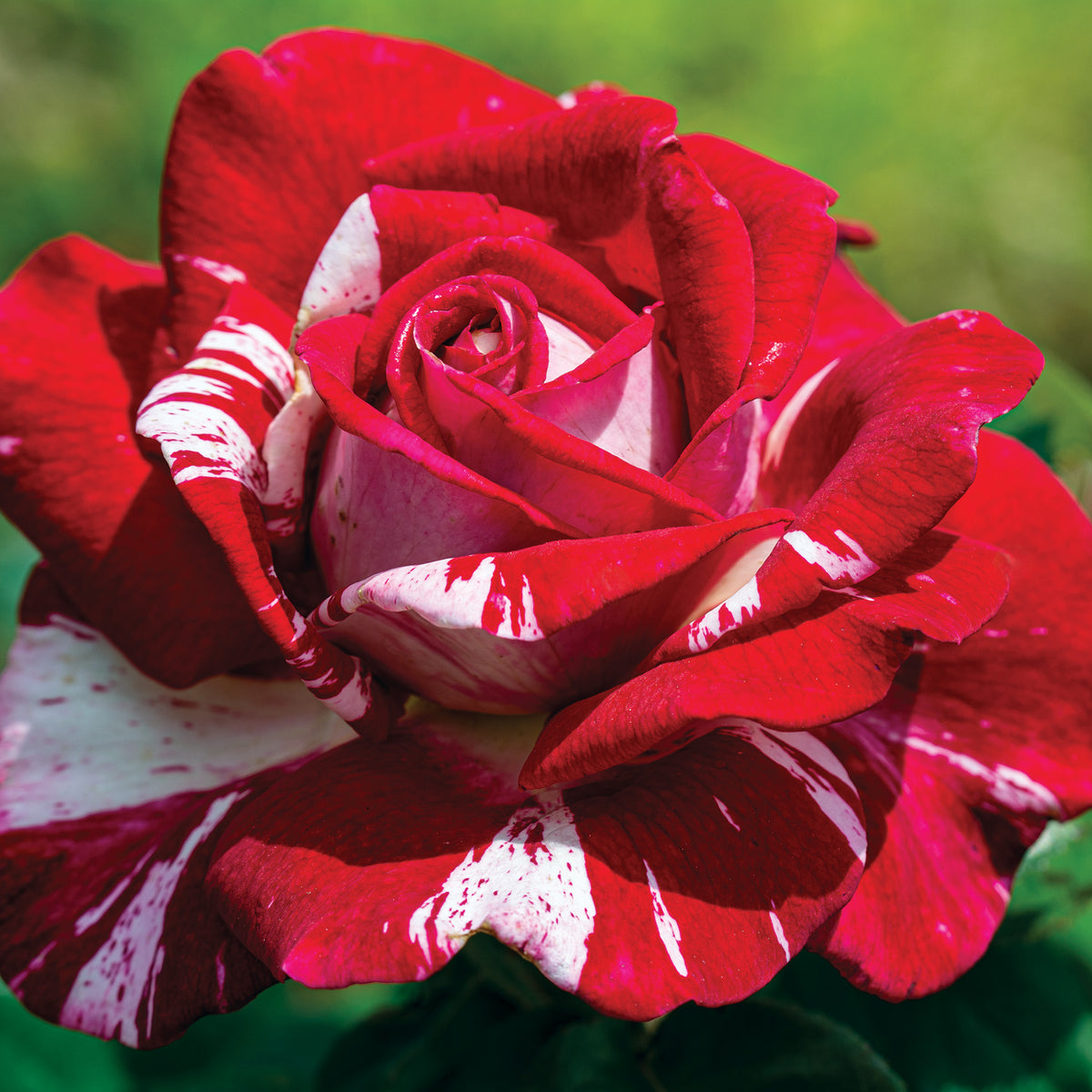 Rose, Grandiflora, Rock & Roll™