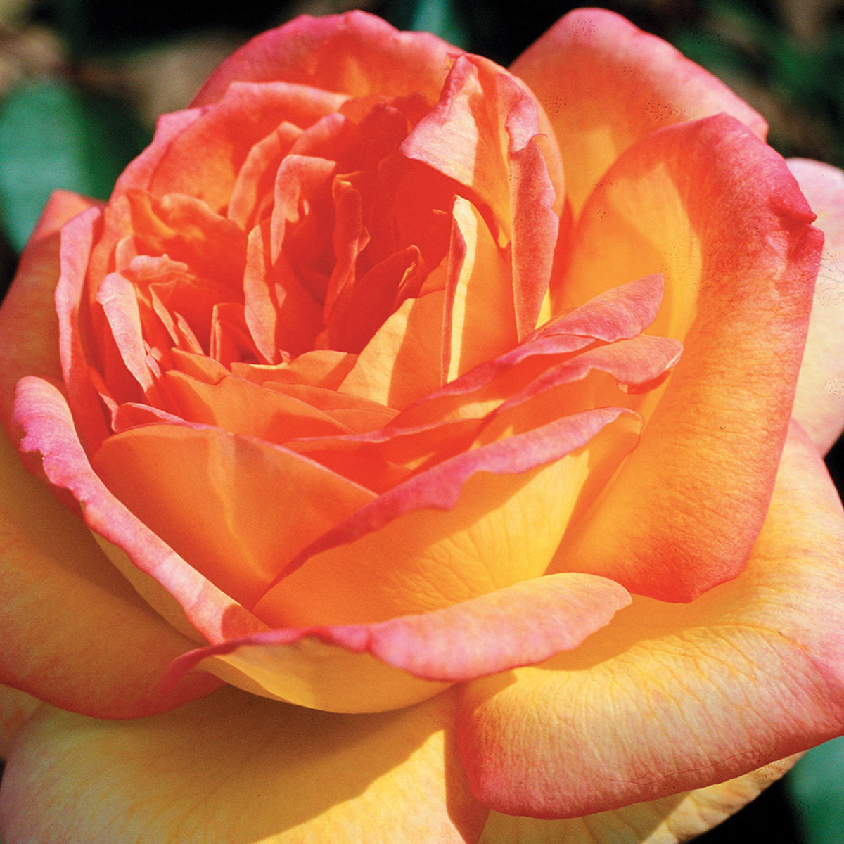 Rose, Hybrid Tea, Centennial Star™