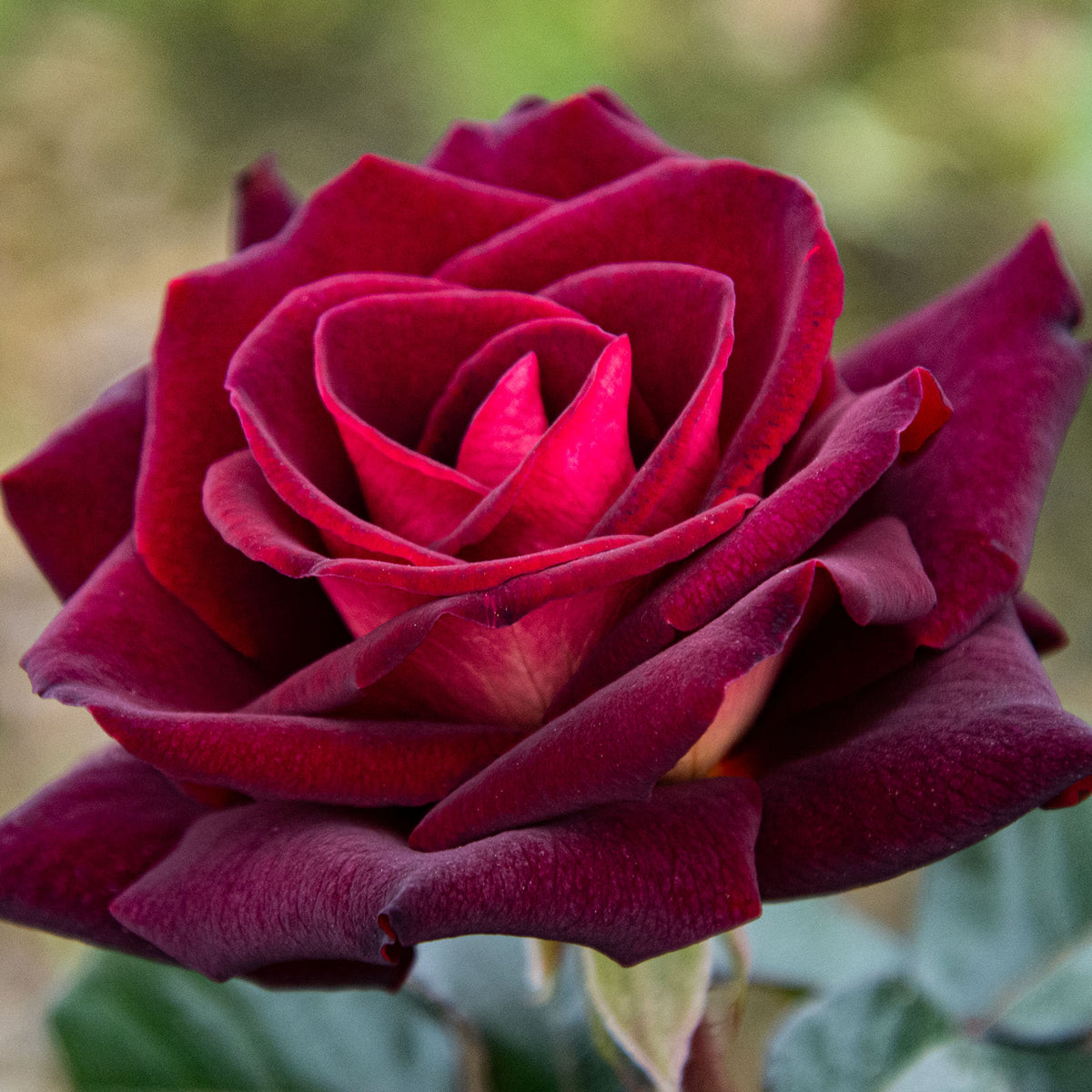 Rose, Hybrid Tea, Dark Night™