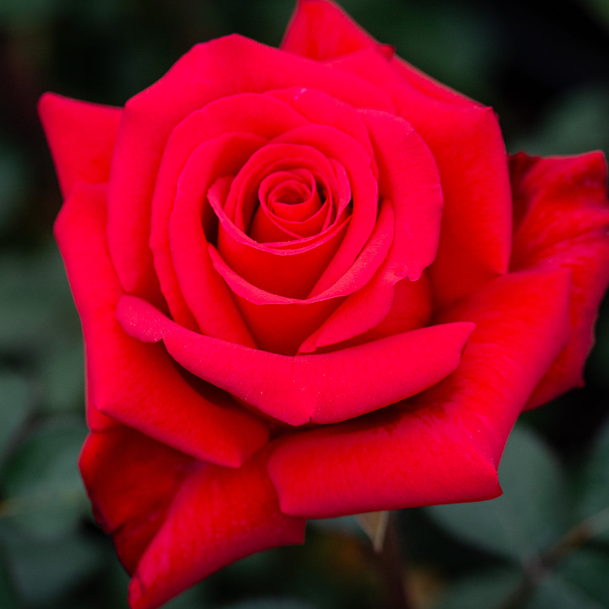 Rose, Hybrid Tea, Kardinal