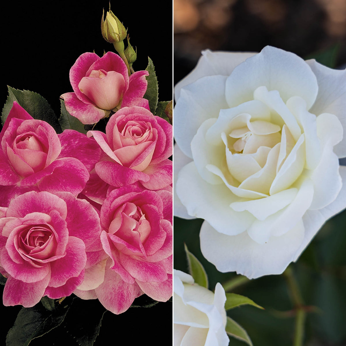 Rose, Twofer™ Tree, Brilliant Pink Iceberg & Iceberg