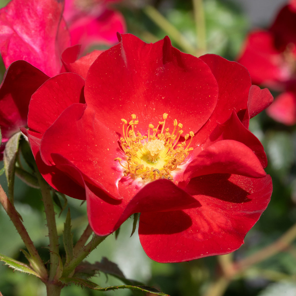 Rose, Groundcover, Scarlet Drift®