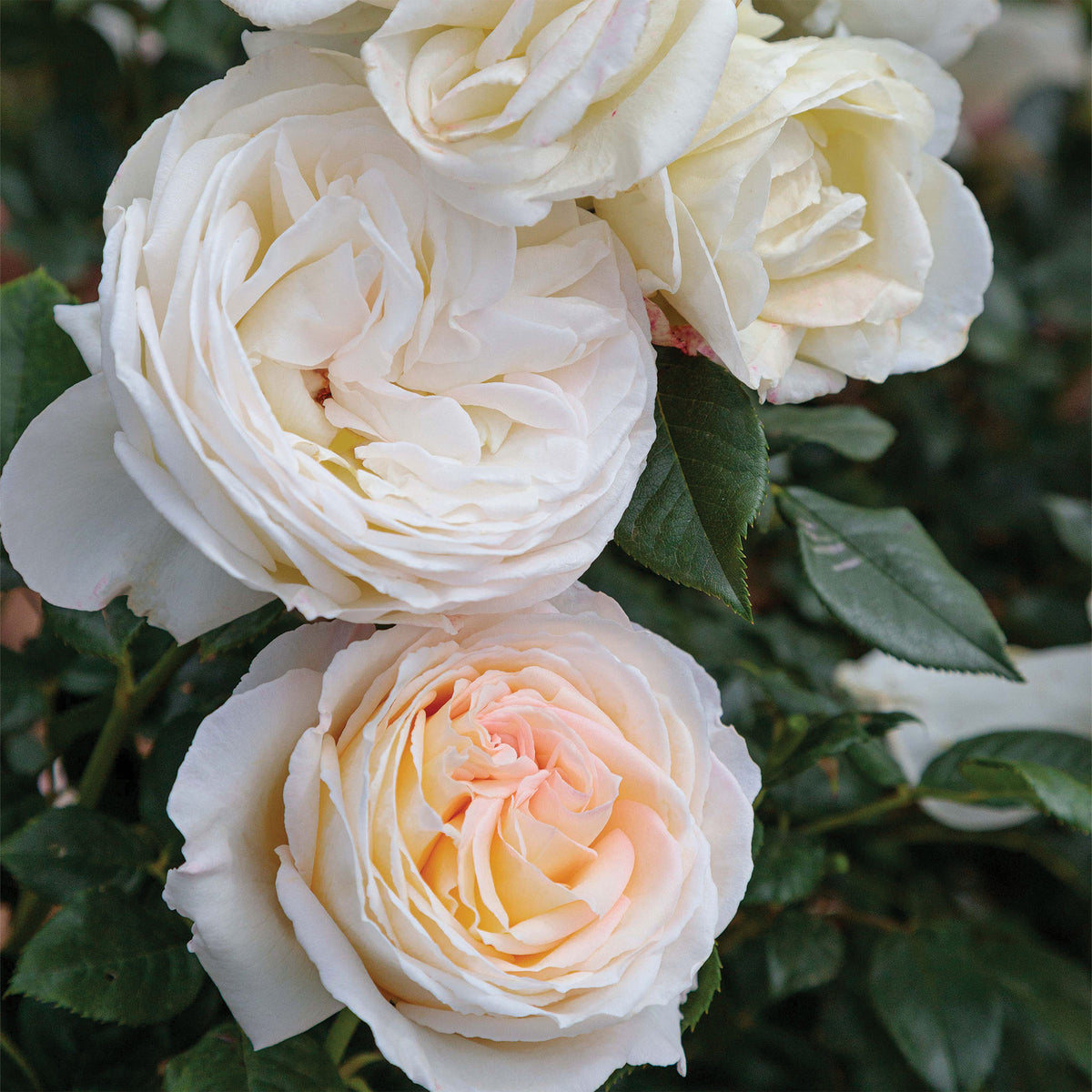 Rose, Hybrid Tea, Top Cream™