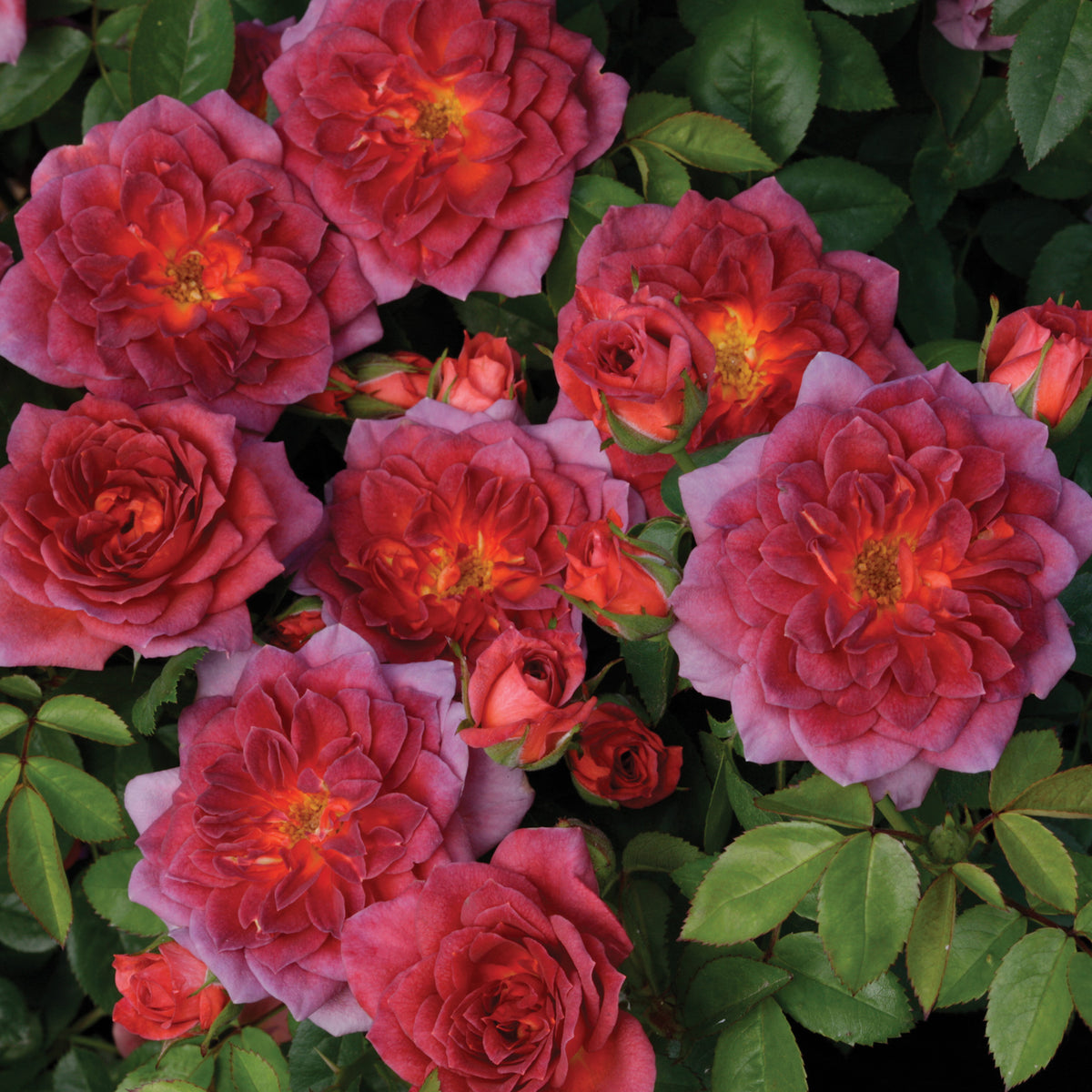Rose, Miniature, Midnight Fire®
