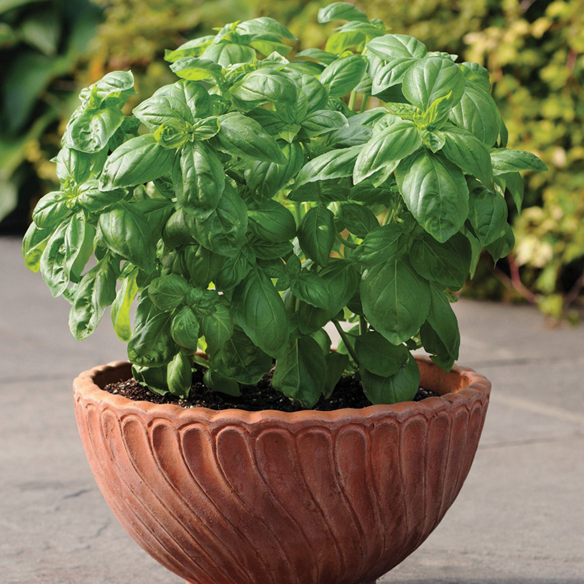 Basil, Dolce Fresca