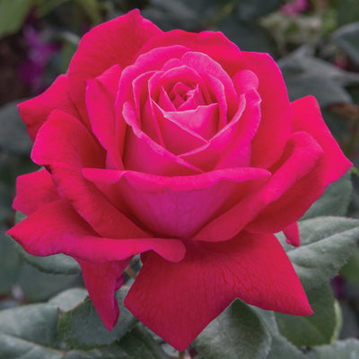 Rose, Grandiflora, Sweet Spirit™.