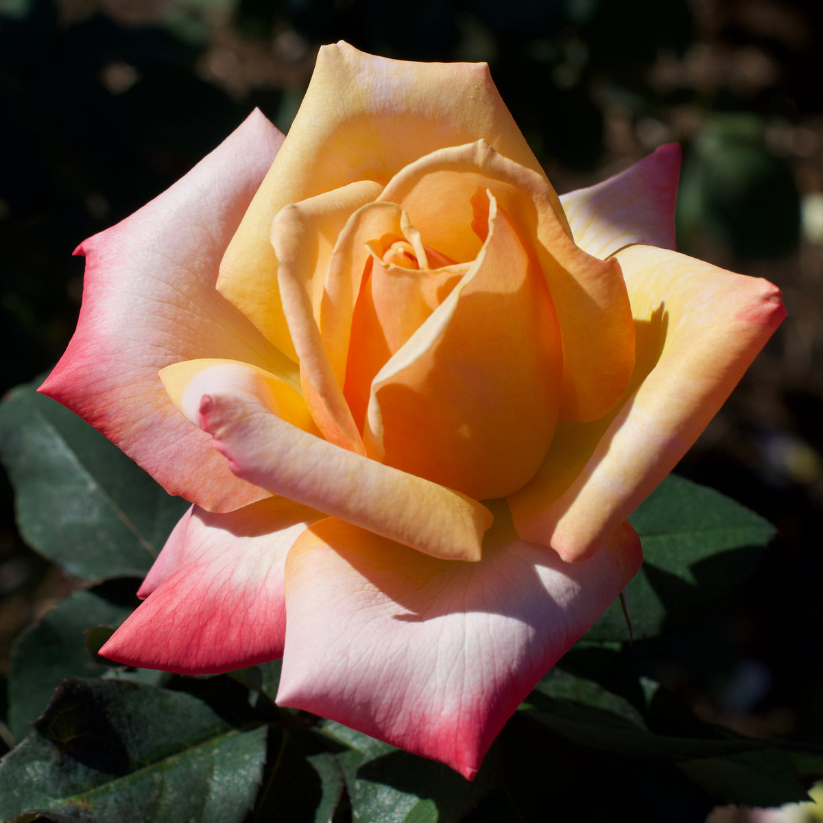 Rose, Hybrid Tea, Island in the Sun™