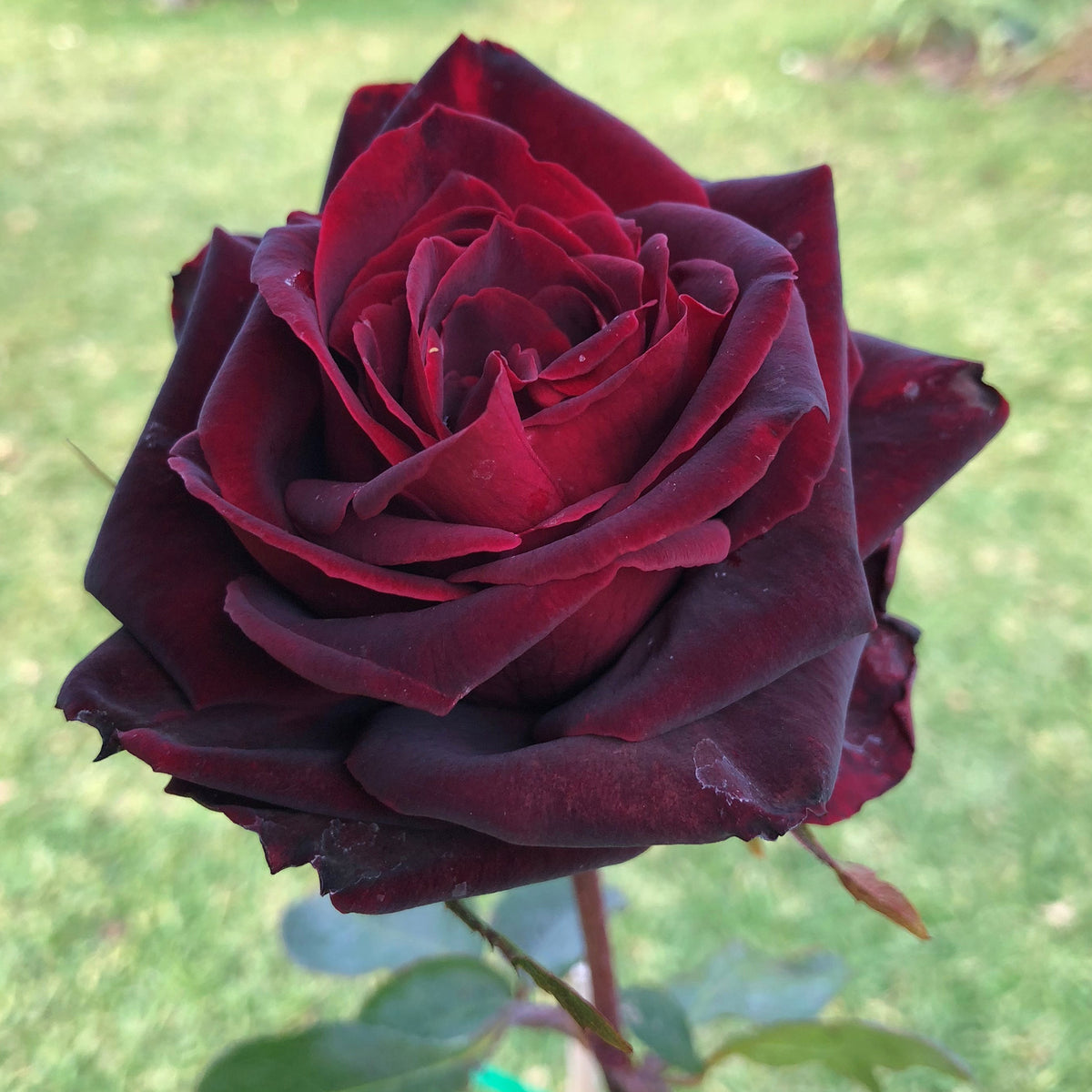 Rose, Shrub, Brindabella Roses™ Crimson Knight™