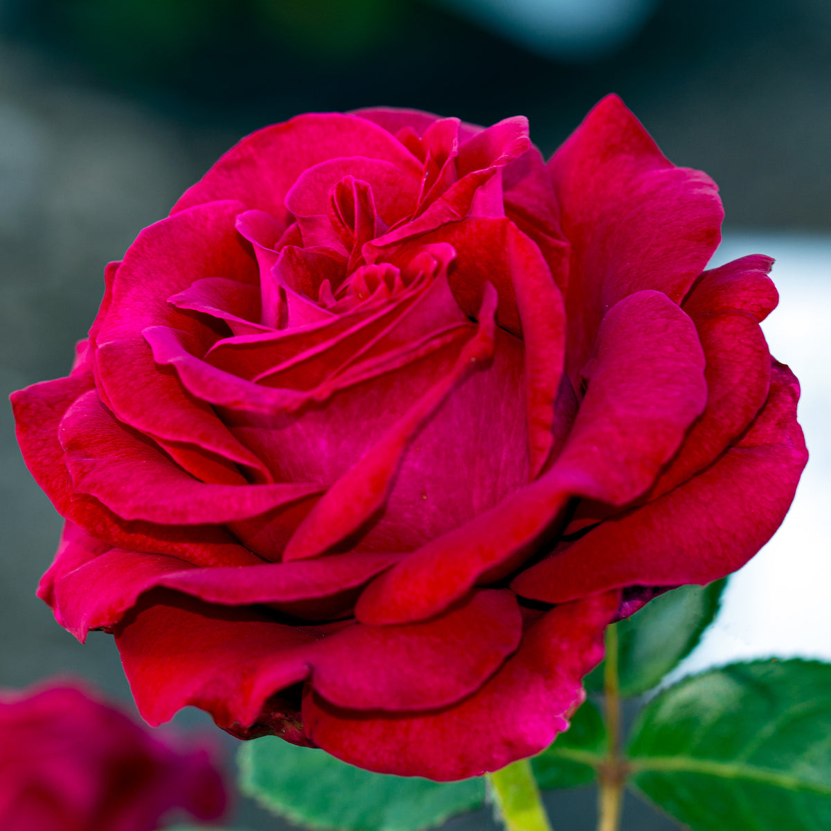 Rose, Hybrid Tea, Stiletto™