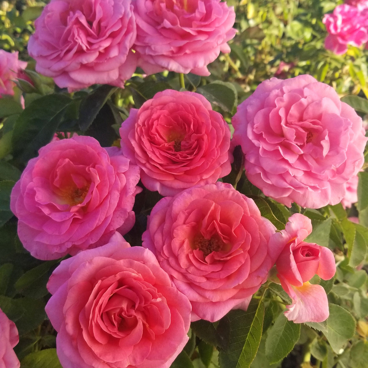 Rose, Floribunda, Time After Time™
