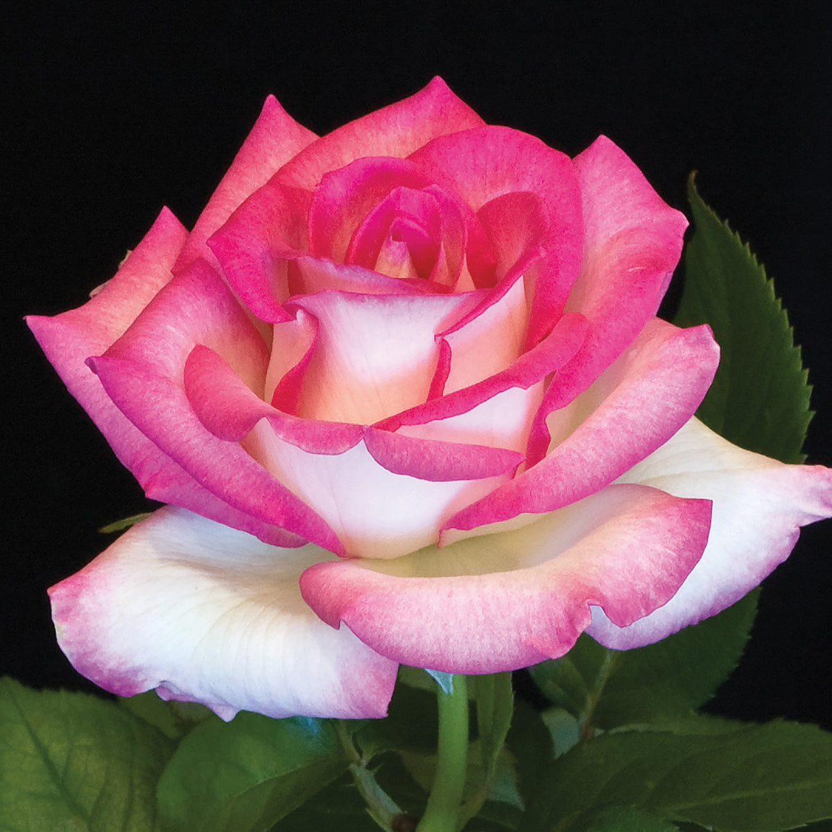 Rose, Hybrid Tea, Lynn Anderson