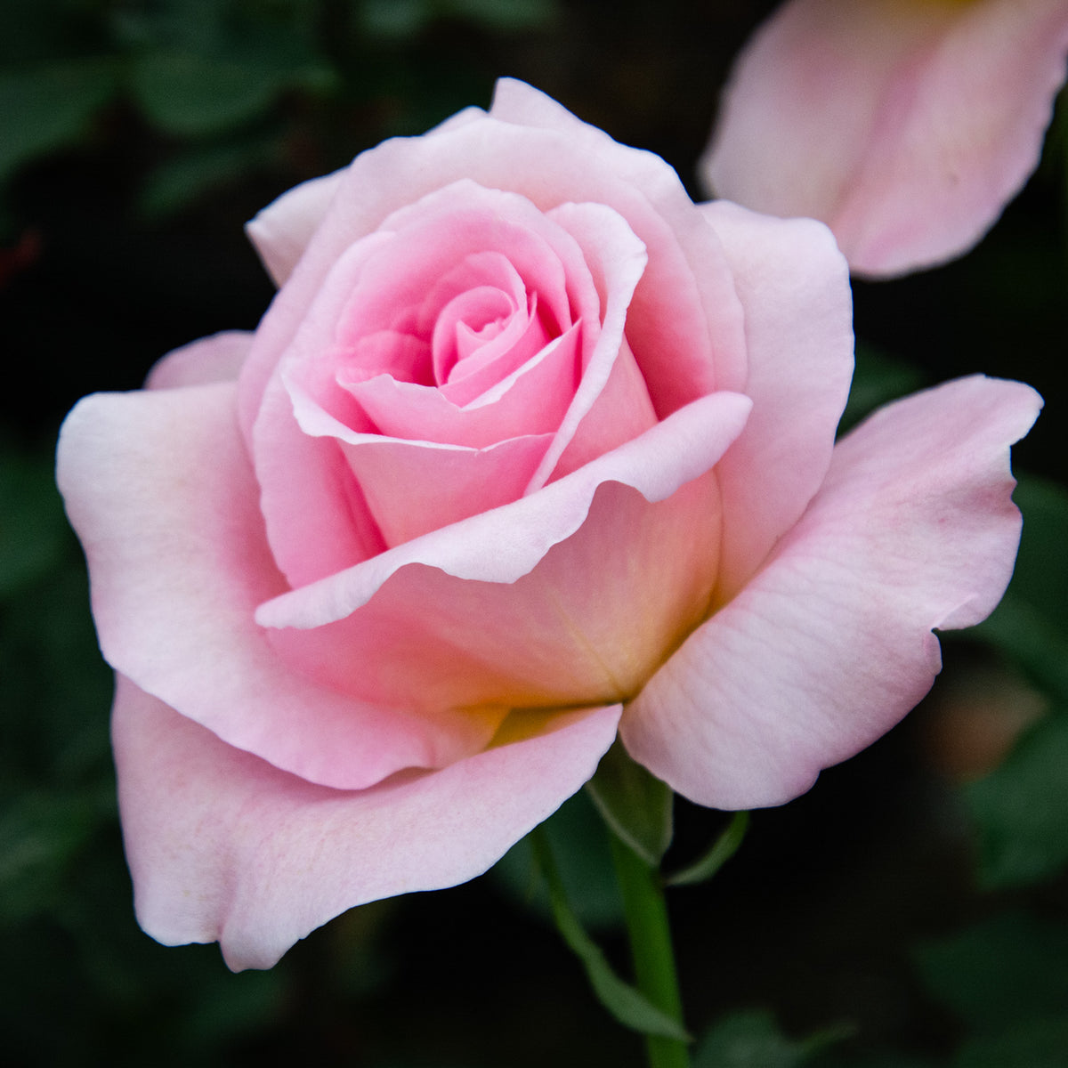 Rose, Hybrid Tea, Tiffany