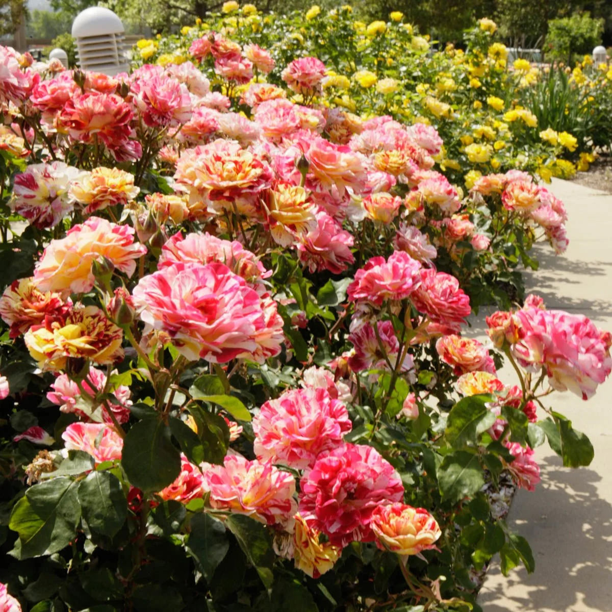 Rose, Floribunda, George Burns™.