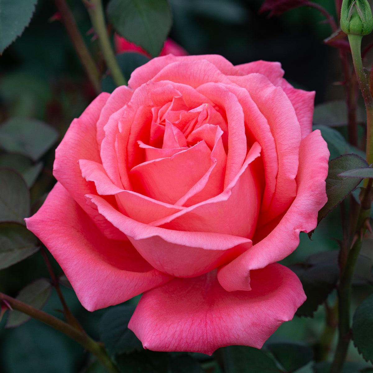 Rose, 36" Tree, Tropicana