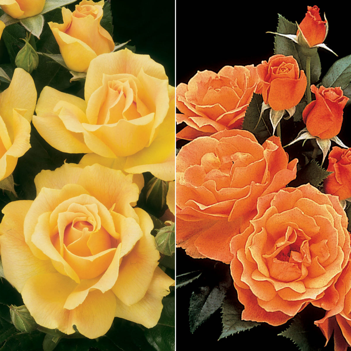 Rose, Twofer™ Tree, Easy Going™ & Livin' Easy™
