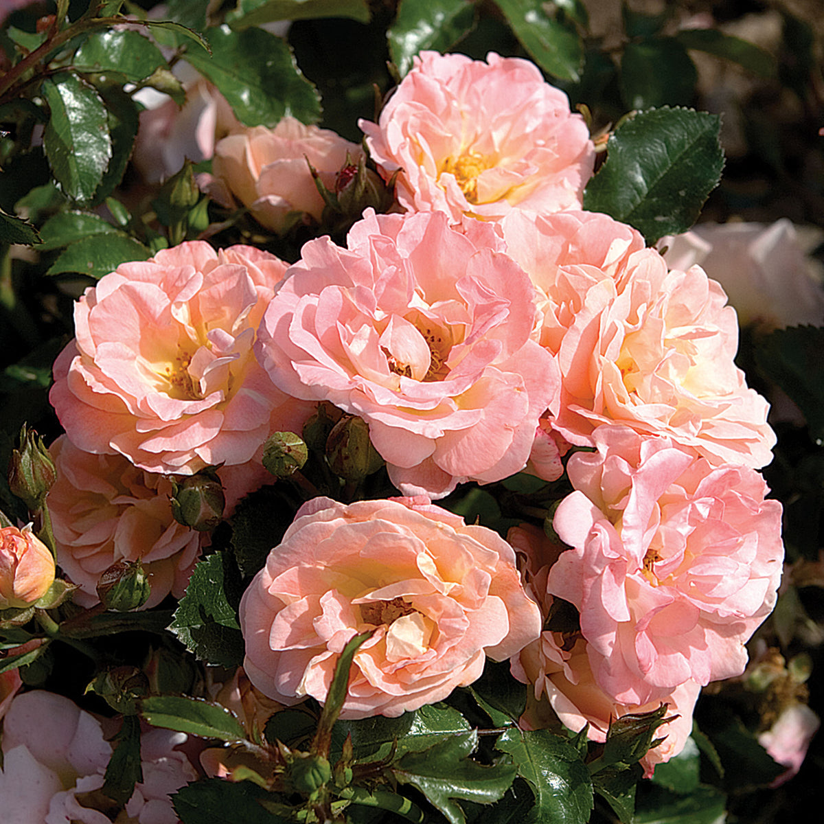 Rose, Groundcover, Peach Drift®