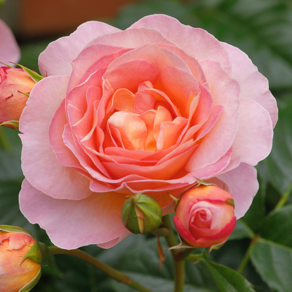 Rose, Hybrid Tea, Shania Twain