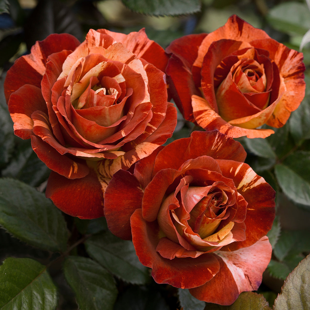 Rose, Climbing, Tropical Lightning
