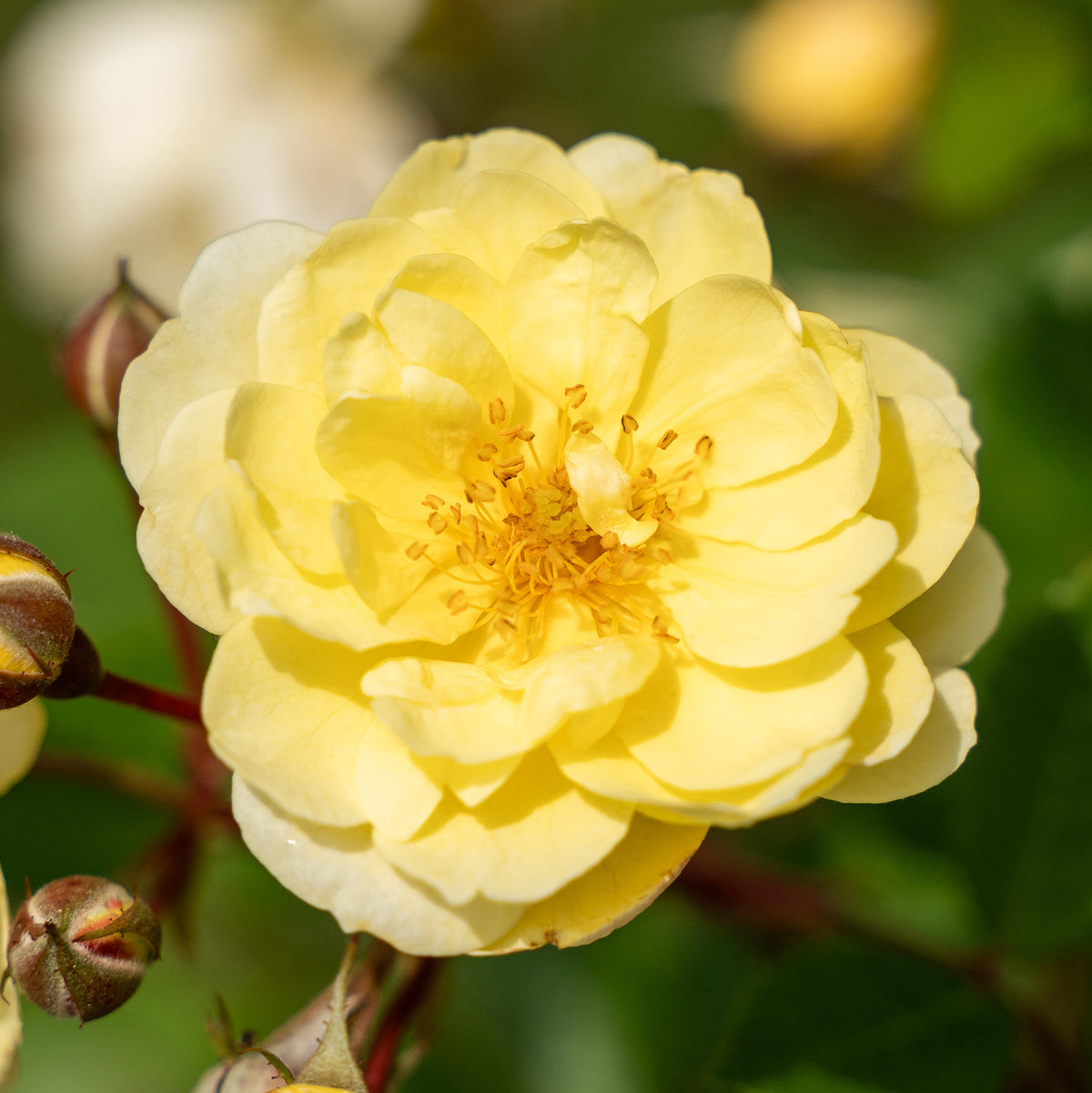Rose, Climbing, Lemon Frost™