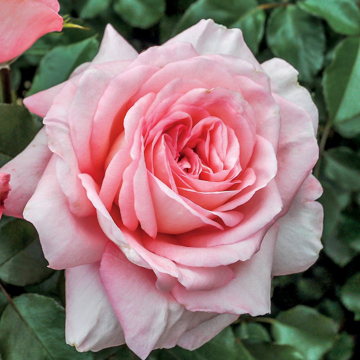 Rose, Hybrid Tea, Sunbelt® Savannah™