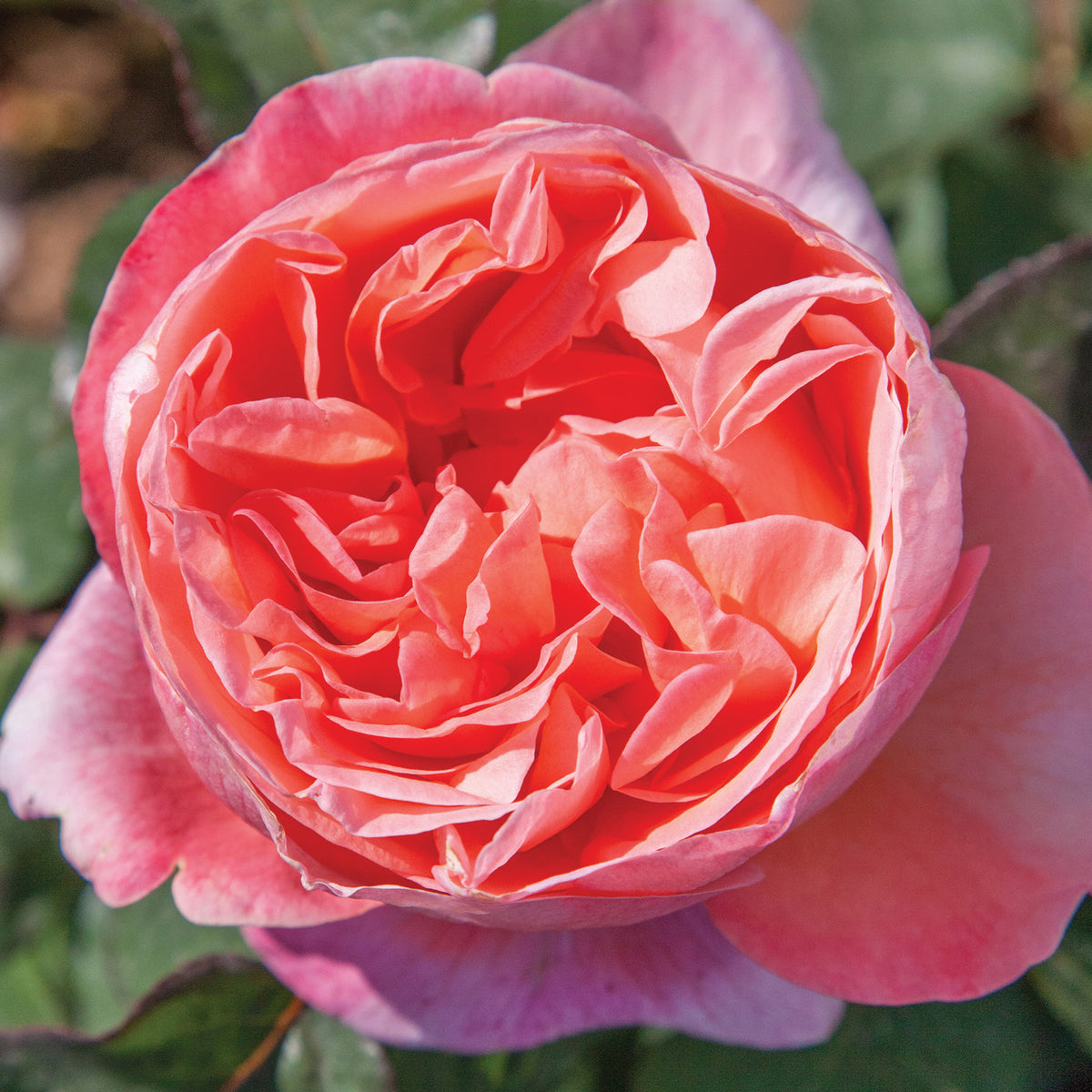 Rose, Hybrid Tea, Sweet Mademoiselle™