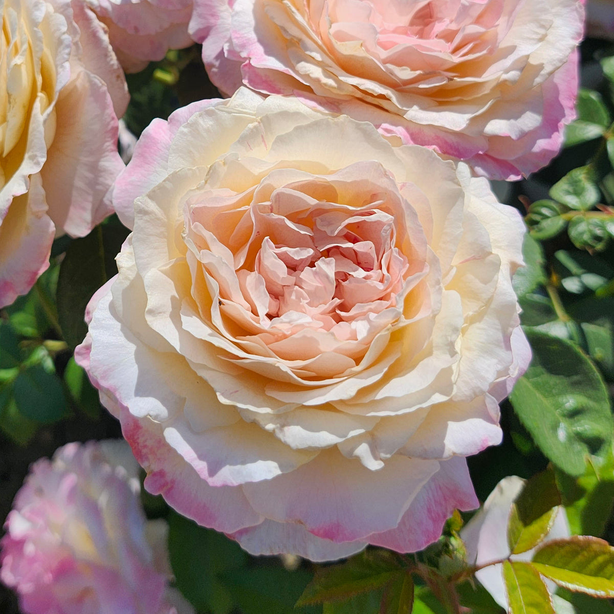 Rose, Hybrid Tea, Matrimony™