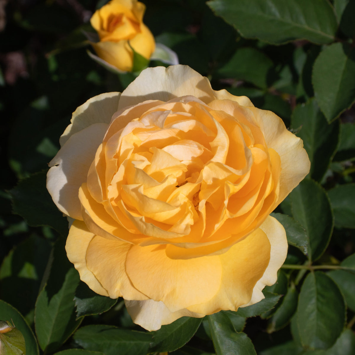 Rose, Floribunda, Surfer Girl™