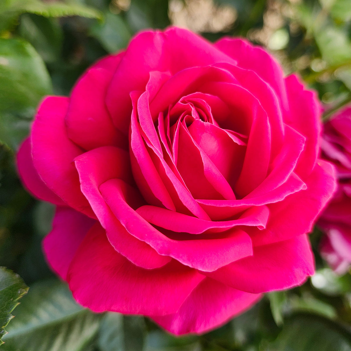 Rose, Hybrid Tea, Nothing But Class™