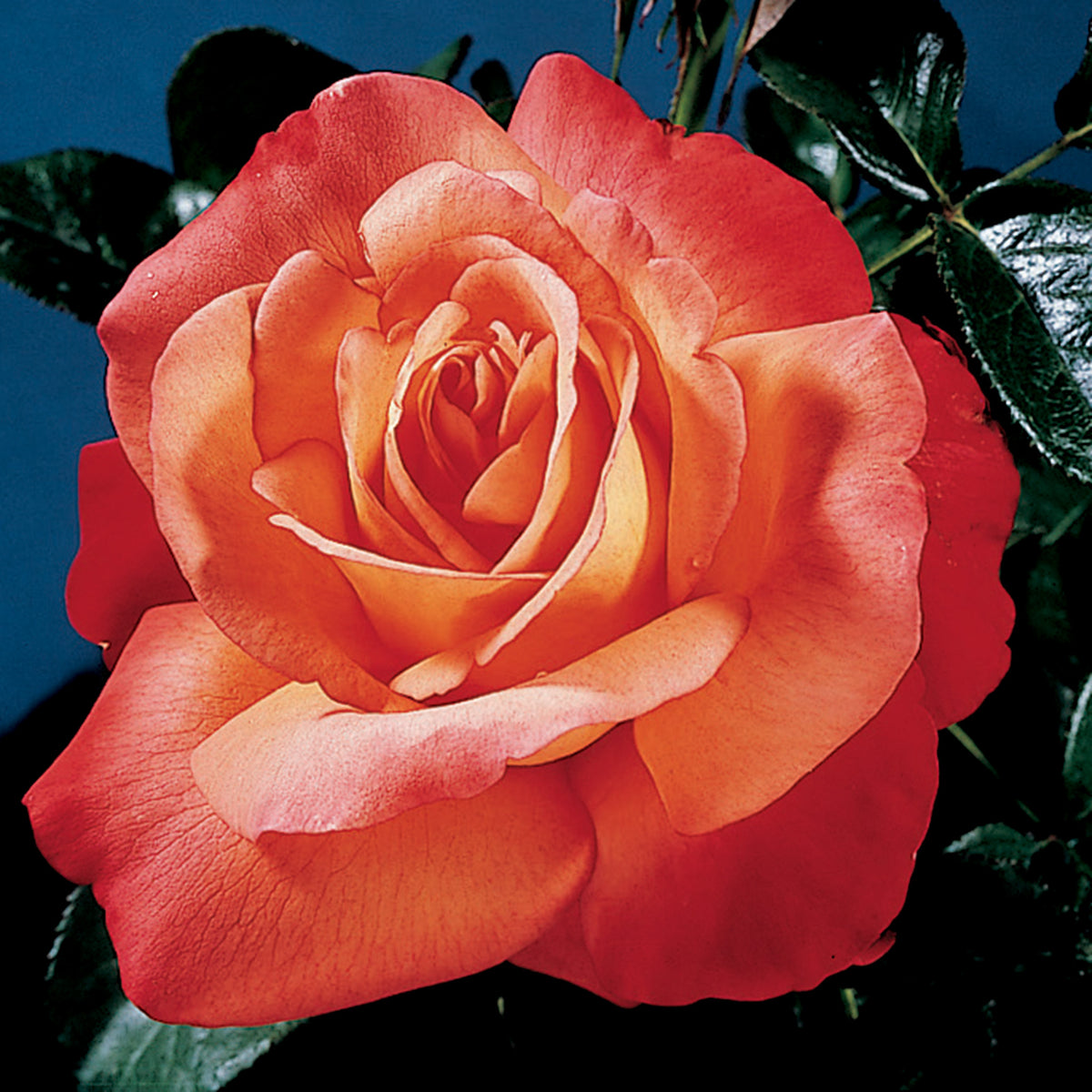 Rose, Hybrid Tea, Voodoo