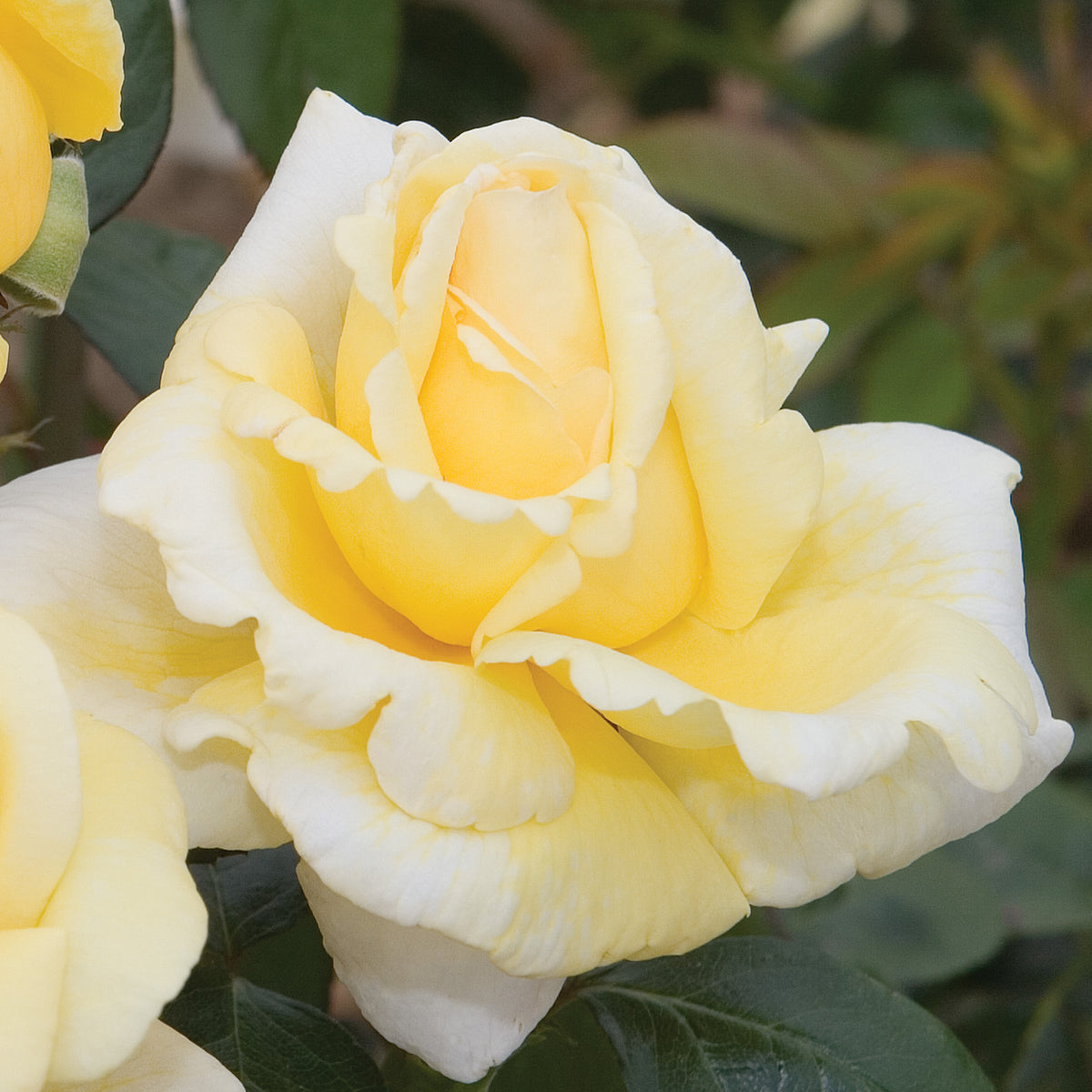 Rose, Hybrid Tea, Eternal Flame™