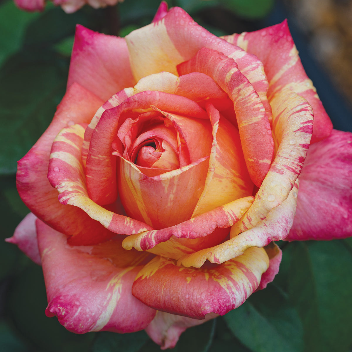 Rose, Hybrid Tea, Peach Swirl™