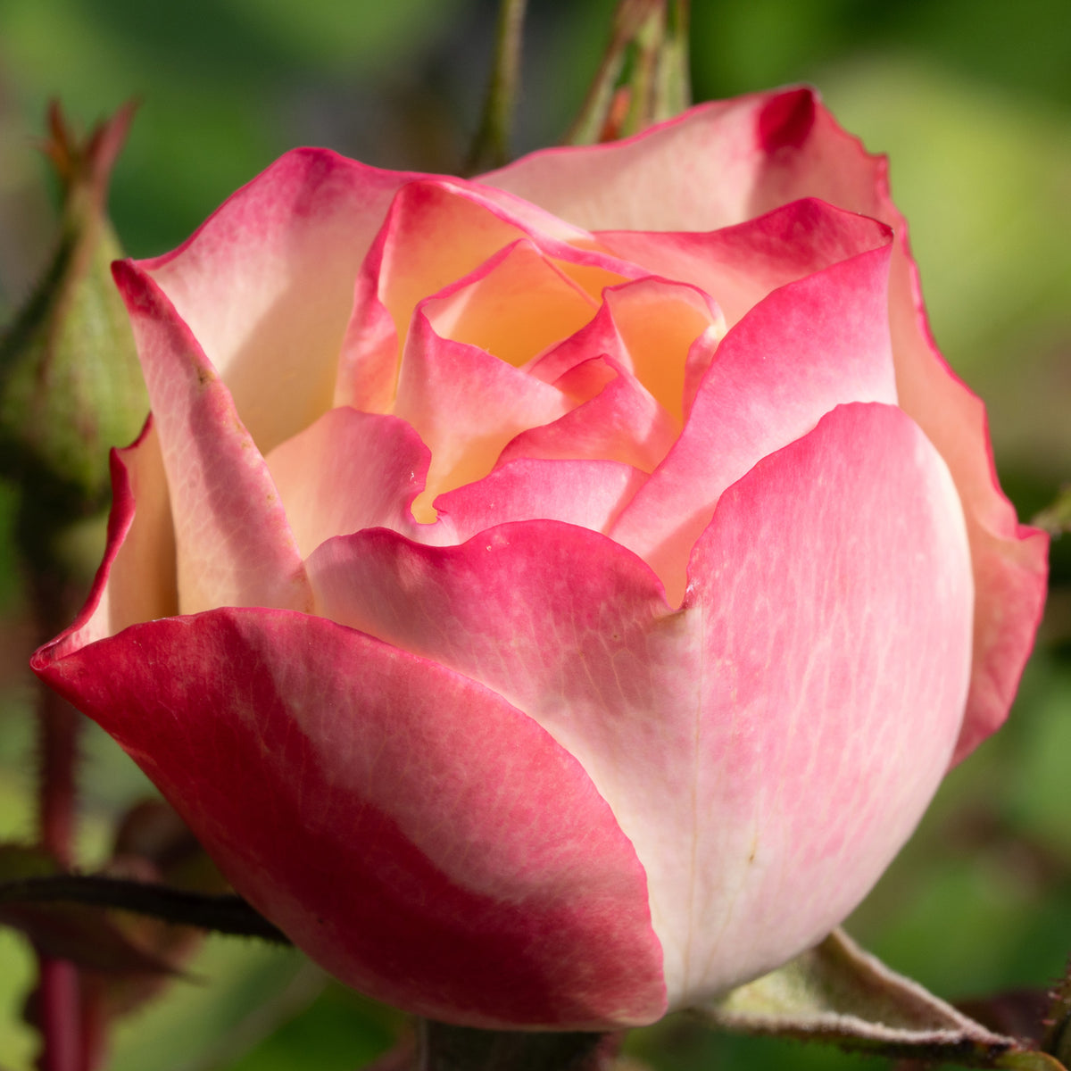 Rose, Hybrid Tea, Enchanted Meadow ™