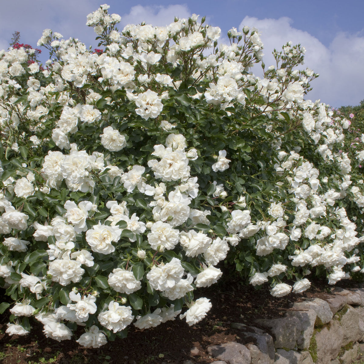 Rose, Groundcover, Meidiland® White