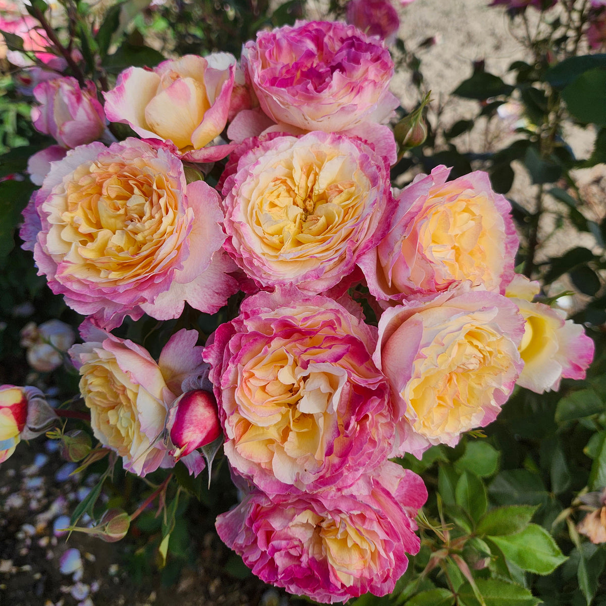 Rose, Grandiflora, Living the Dream™