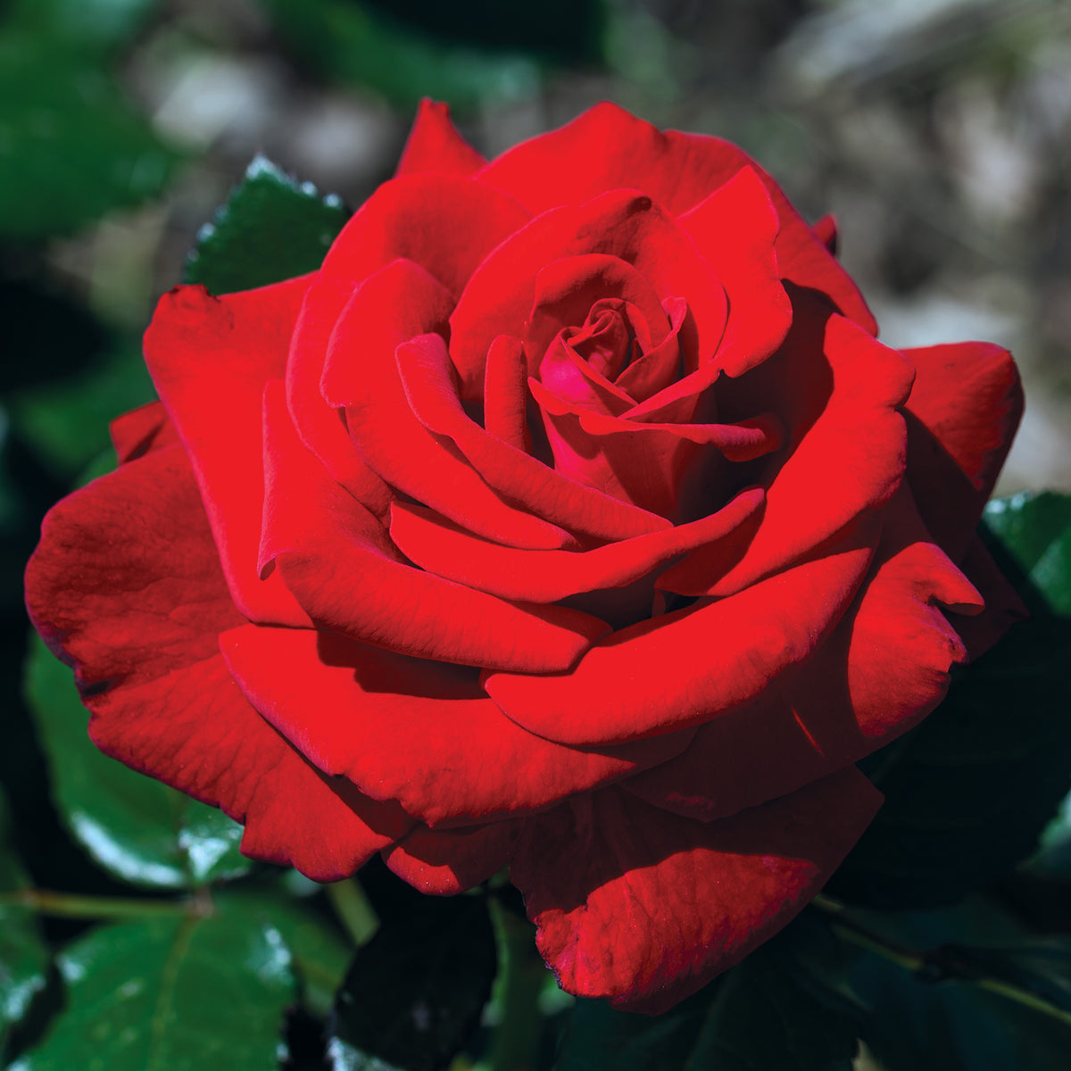 Rose, Floribunda, Drop Dead Red™
