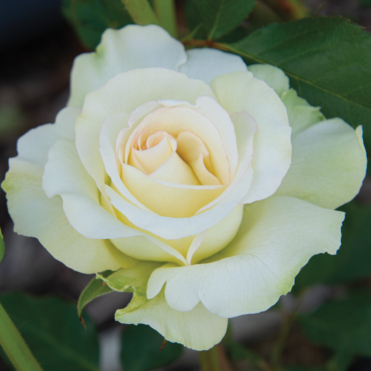 Rose, Hybrid Tea, Commonwealth Glory, 1.5 grade