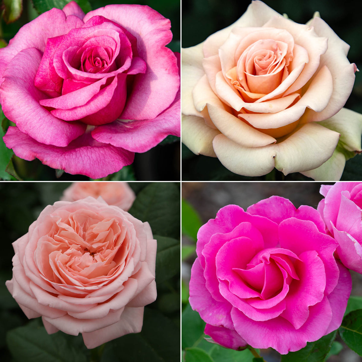 Celebrity Rose Collection