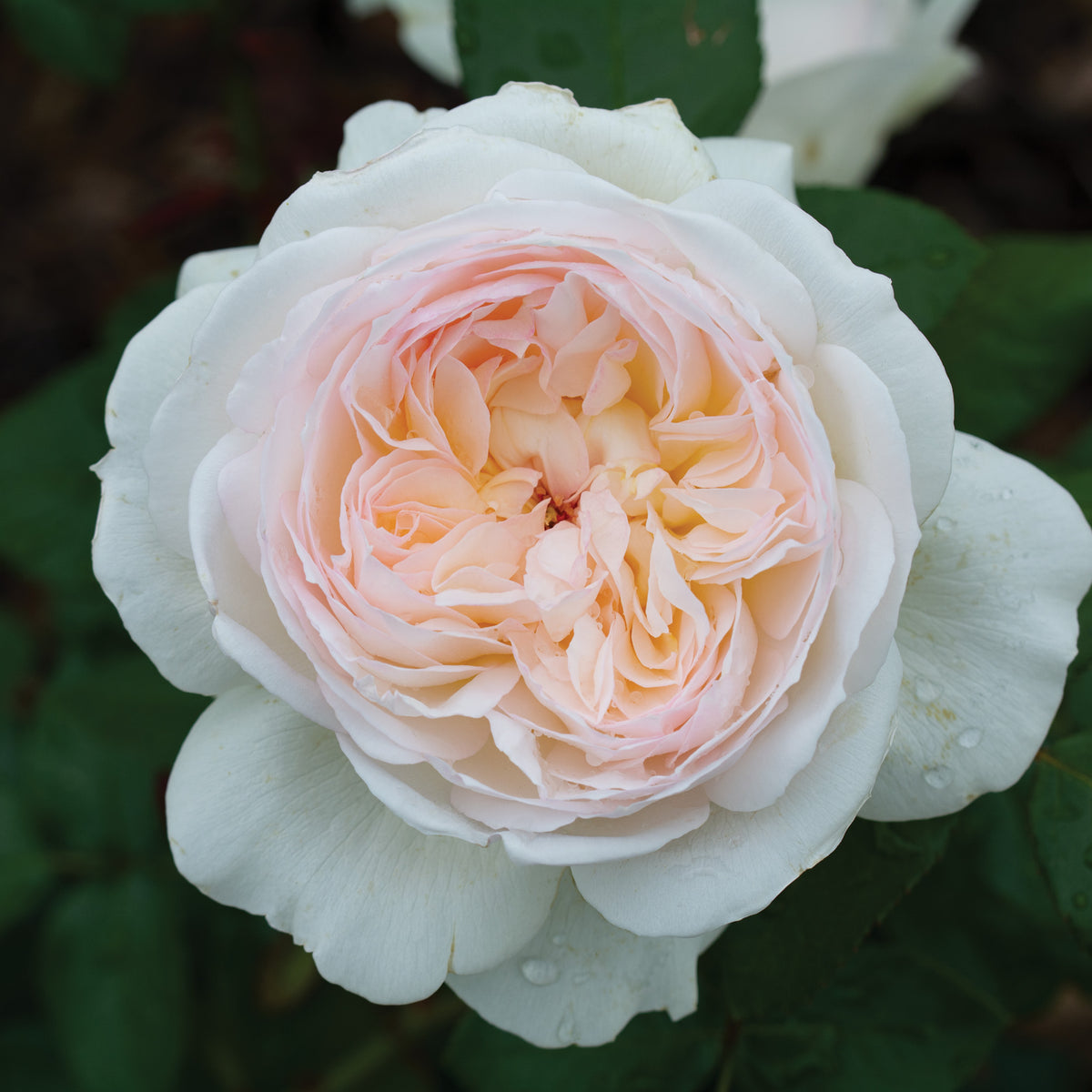 Rose, Floribunda, Bolero™