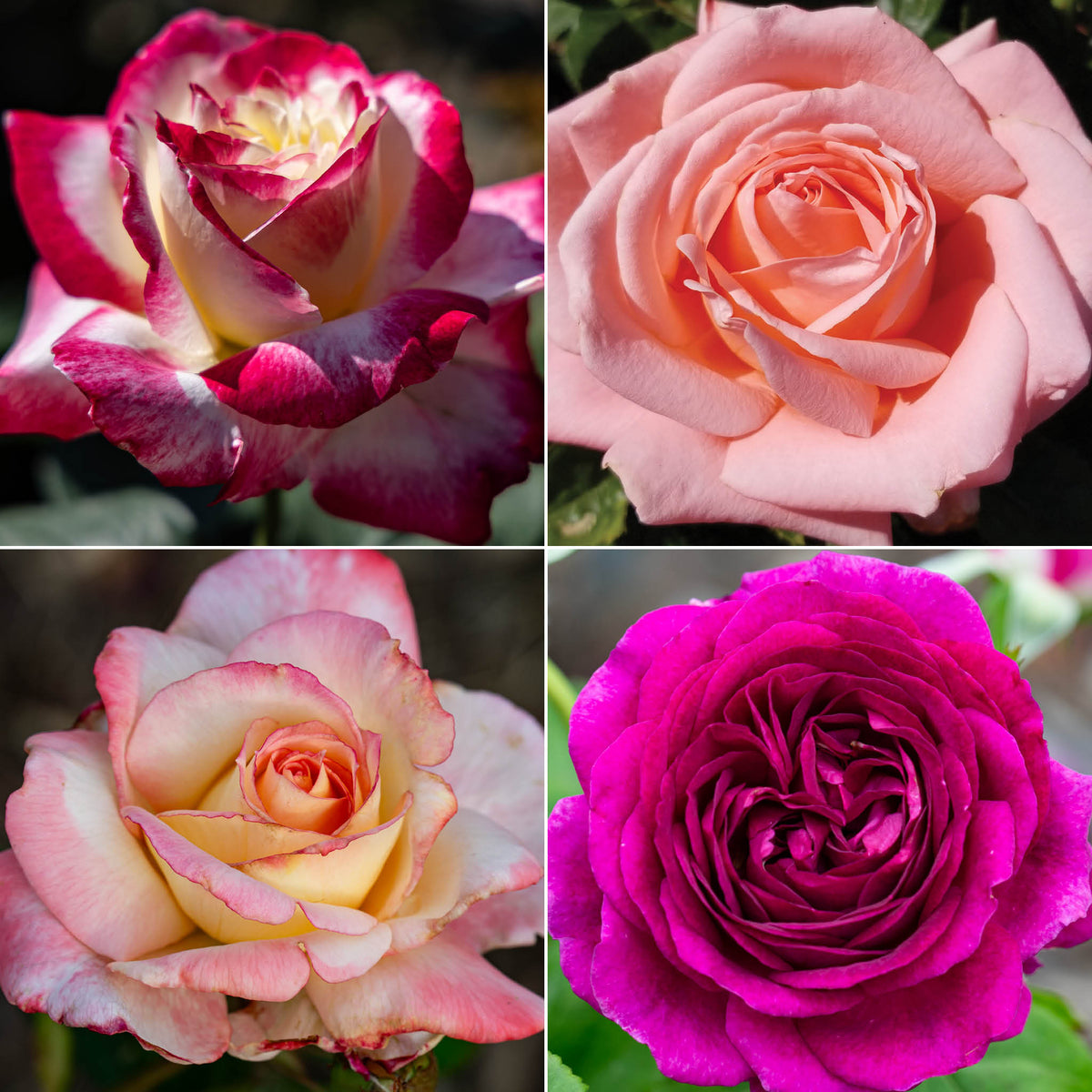 Sweet & Spicy Rose Collection