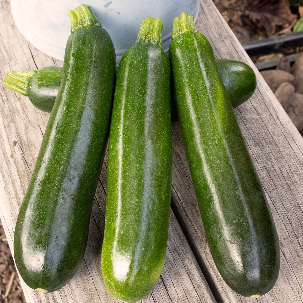 Squash, Summer, Spineless Supreme Hybrid